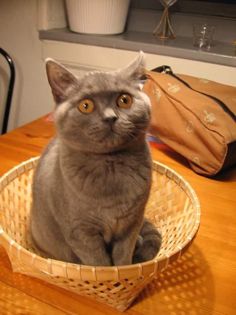 British Shorthair Alrune billede 11