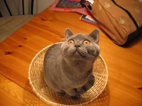 British Shorthair Alrune billede 12