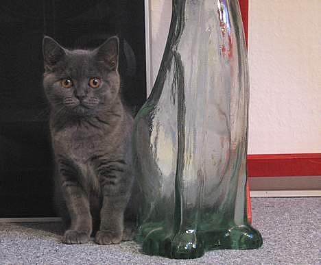 British Shorthair Alrune billede 13