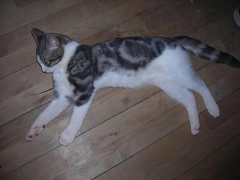 Huskat Daisy - Jeg elsker at se fjernsyn  billede 10