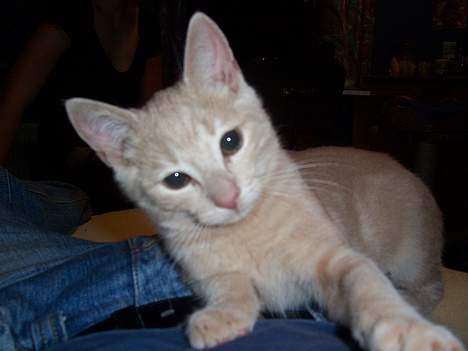 Huskat Gizmo - Gizmo der vil lege med sin far  billede 1