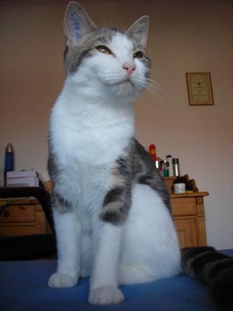 Huskat Daisy billede 11