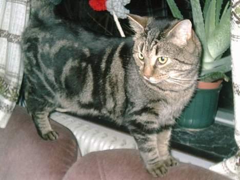 Huskat Terminator - står i vinduet og ser ud over hele stuen billede 1