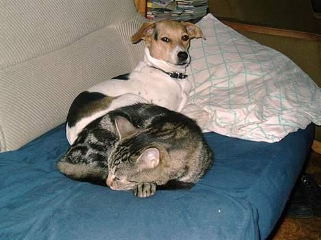 Huskat Terminator - ligger med min hund rita billede 2