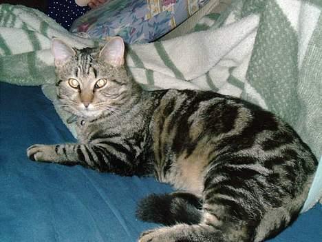 Huskat Terminator - se hvor fotogen jeg er billede 3