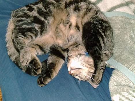 Huskat Terminator - uhhhh hvor jeg slænger mig billede 4