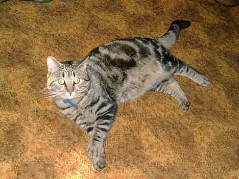 Huskat Terminator - sååå dejligt at ligge på gulvet billede 6