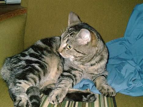 Huskat Terminator - hva sagde i derover billede 7