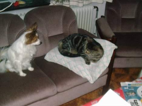 Huskat Terminator - dig skal jeg ikke nyde noget af din lille hisigprop c",) billede 8