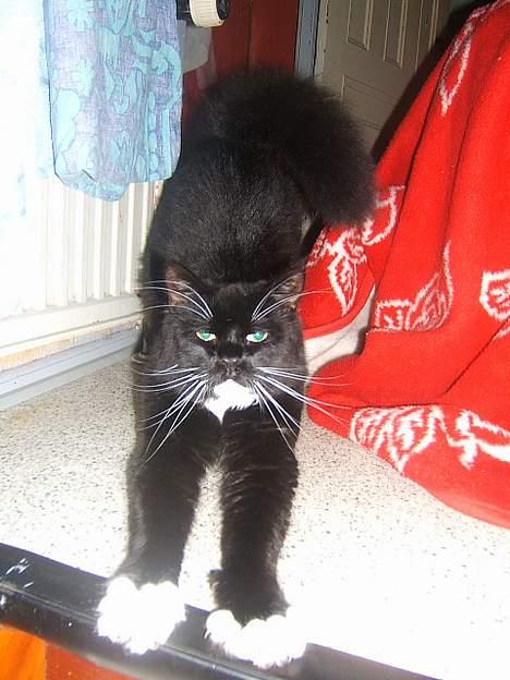 Huskat Fritzzen - Jeg skal altså lige strække mig.. Så er jeg klar til at give Sofus nogle bøllebank.. Hihi billede 6