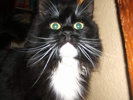 Huskat Fritzzen - Sagde du der var maad? billede 7