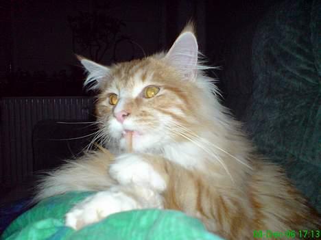 Maine Coon Tyson - Nu skal den hale bare være ren  billede 13