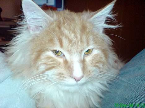 Maine Coon Tyson - ligger ved far og slapper igen (05-12-06) billede 14