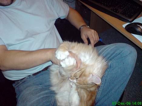 Maine Coon Tyson - Nu skal jeg nok lige vise fars hånd hvem der bestemmer her (05-12-06) billede 15