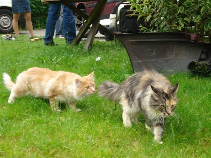 Maine Coon Tyson - jeg er lige bag dig fister (04-08-07 billede 16