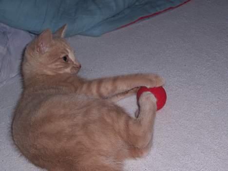 Huskat Gizmo - gizmo som lille leger med sin ynglingsbold billede 2