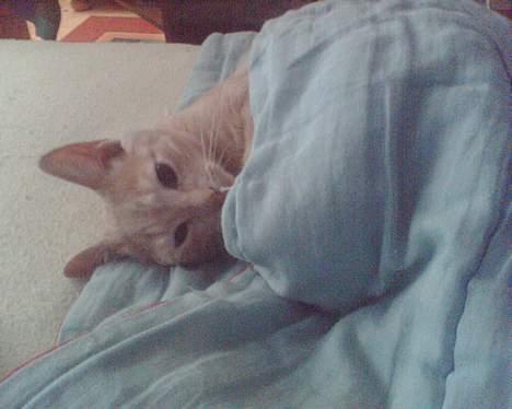 Huskat Gizmo - Her er vi så legesyg :P billede 3