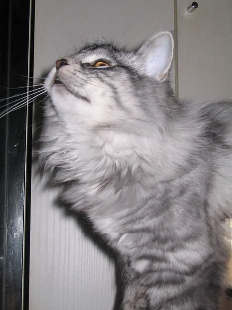 Norsk Skovkat Buum-Cats Diesella billede 12