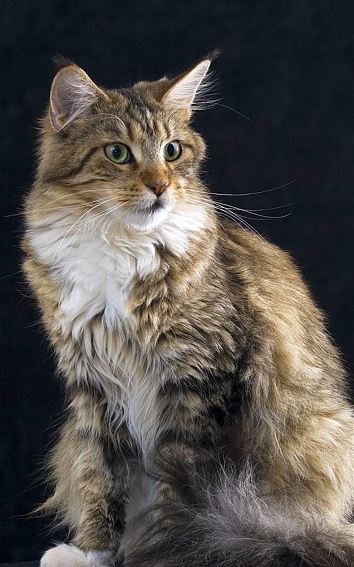Maine Coon Vitha billede 9