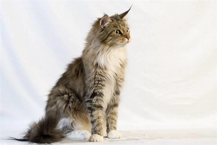 Maine Coon Vitha billede 10