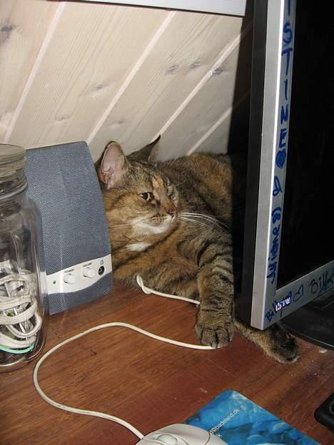 Huskat Miis (: - her ligger jeg hele tiden og holder øje med mor (: © Kristine Licht (mig) billede 18