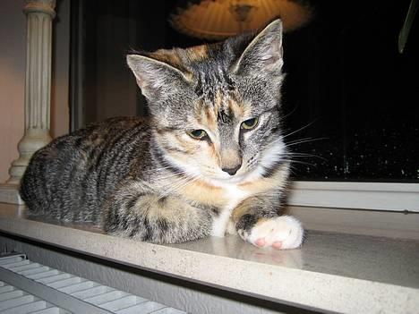 Huskat Nala billede 9