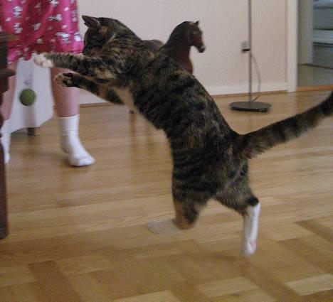 Huskat Nala billede 10