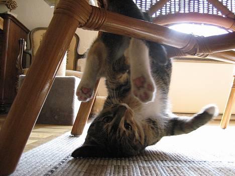 Huskat Nala - Nala som har viklet sig ind i stolen<3 billede 11