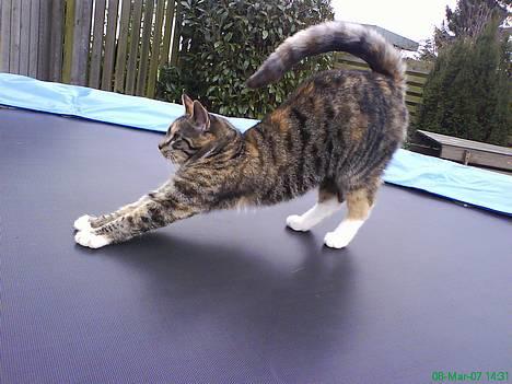 Huskat Nala - Stræææææææææææk :D billede 12