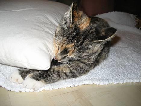 Huskat Nala billede 13