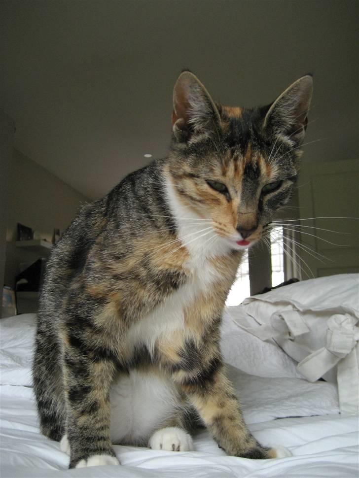 Huskat Nala - jeg er sgu lidt træt :P billede 14