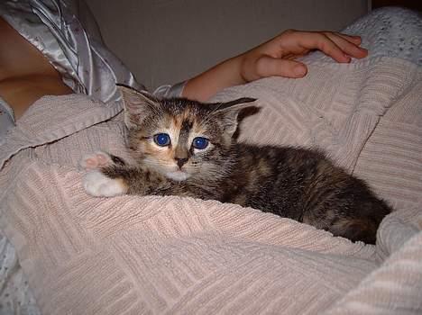 Huskat Nala - Nala som mini mini miskilling<3 billede 15