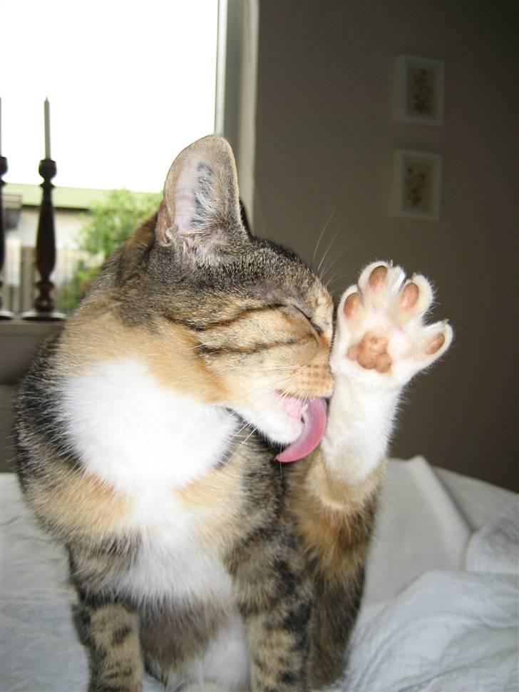 Huskat Nala - Sliiik jeg skal være fin og reeeen :) billede 16