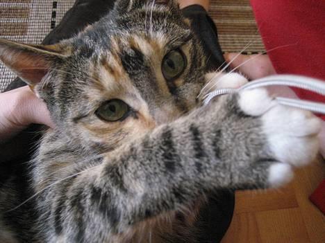 Huskat Nala billede 17