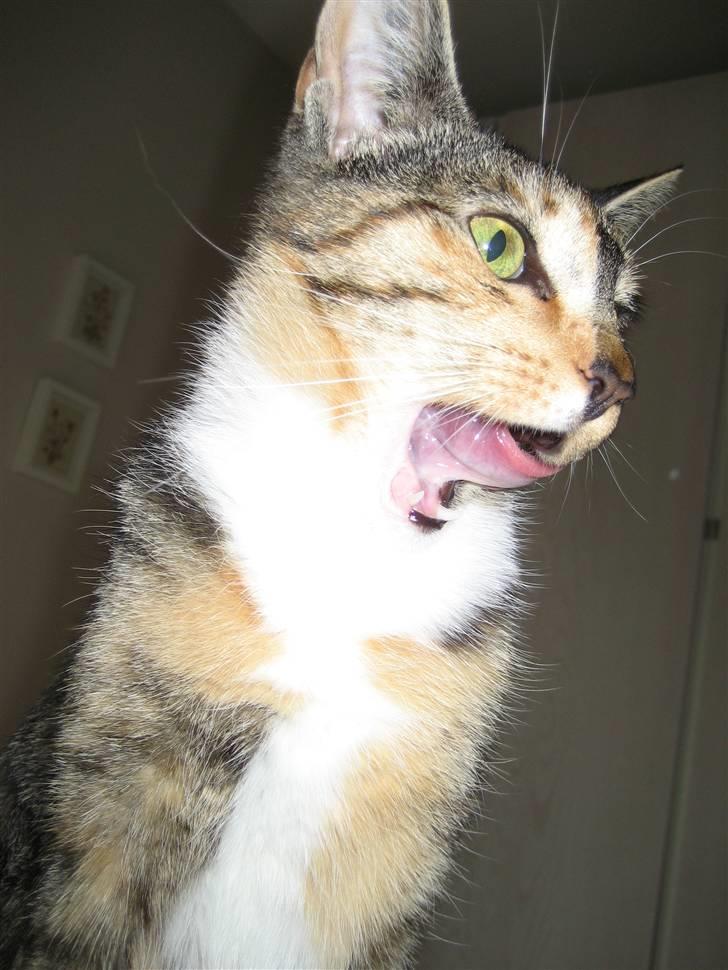 Huskat Nala - Wraaaaaaah  min tunge er flot xP billede 18