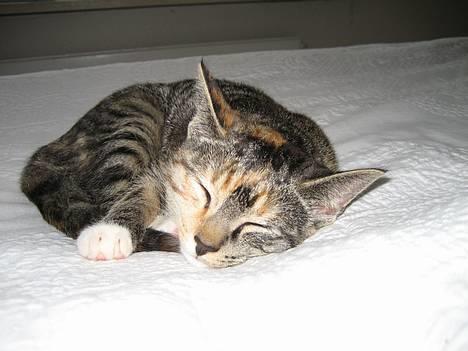 Huskat Nala billede 19