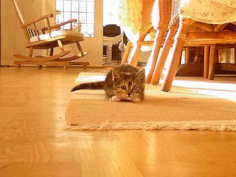 Huskat Nala billede 20