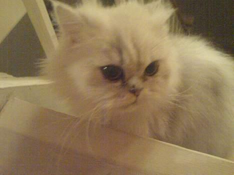 Perser ****NEVA*****¤¤R.I.P¤ billede 2