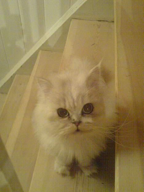 Perser ****NEVA*****¤¤R.I.P¤ - halløjsa.. billede 3