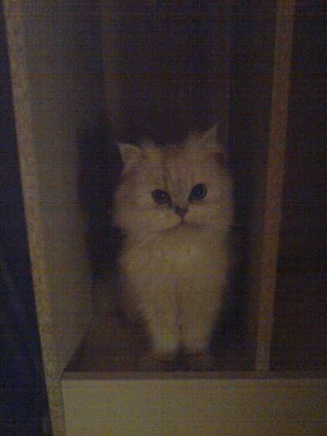 Perser ****NEVA*****¤¤R.I.P¤ - aj MOR jeg gemmer mig.... billede 4