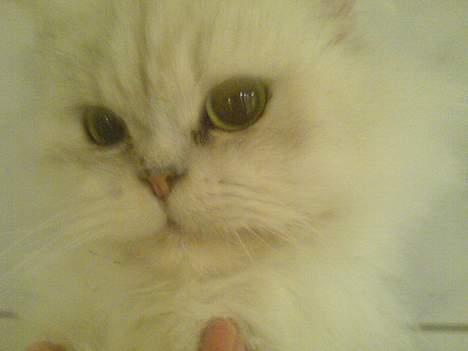 Perser ****NEVA*****¤¤R.I.P¤ - ihhhh altså jeg gider ikke alle de billeder mor billede 5