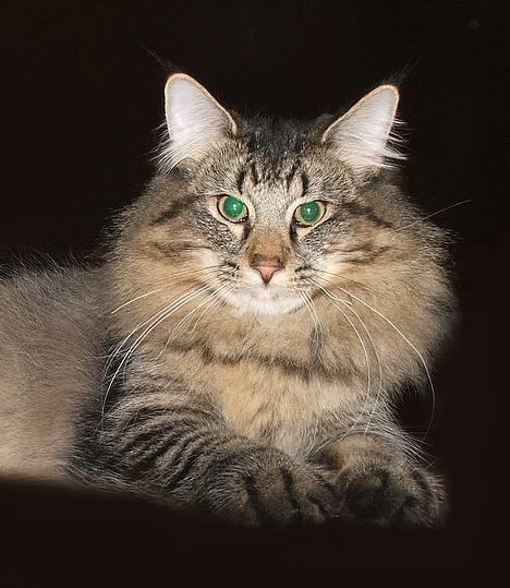 Norsk Skovkat DK Missies Jambolan - Jambo ser lidt RÅ ud - gør han ikke?? SS billede 1