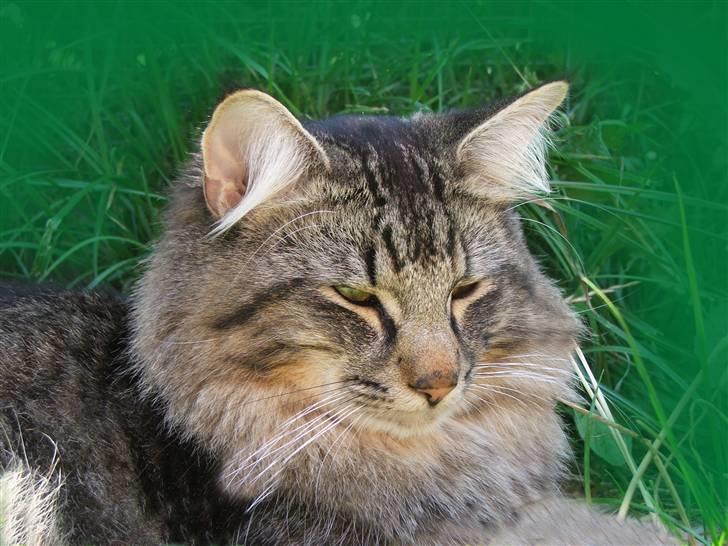 Norsk Skovkat DK Missies Jambolan - 19/7 2007 billede 2