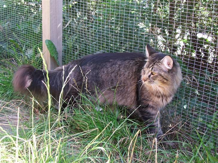 Norsk Skovkat DK Missies Jambolan - 19/7 2007 billede 3