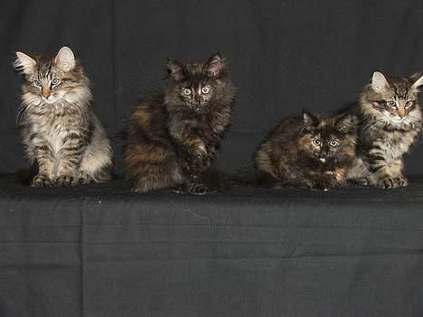 Norsk Skovkat DK Missies Jambolan - Jambolan sidder yderst til venstre. Ved siden af sidder Papaya, Pitanga og Pomelo billede 4