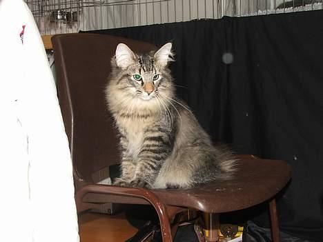 Norsk Skovkat DK Missies Jambolan - Nu er jeg blevet 5 mdr. gammel. På min første udstilling billede 5