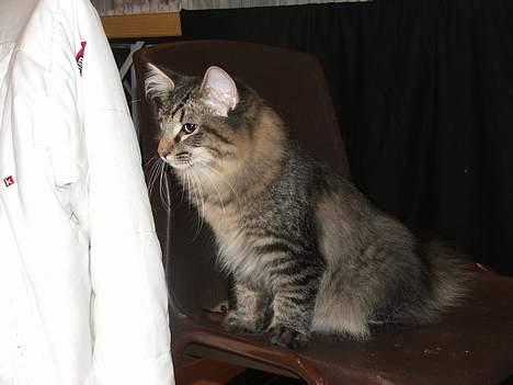 Norsk Skovkat DK Missies Jambolan - Se lige de stolper jeg render rundt på ;-)) Min madmor siger at jeg nok bliver pænt stor... billede 6