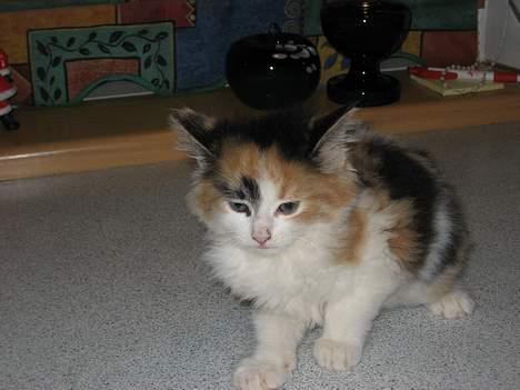 Norsk Skovkat Shakira (solgt) billede 2