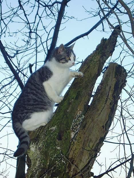 Blanding af racer Mille - Mille i et træ billede 1