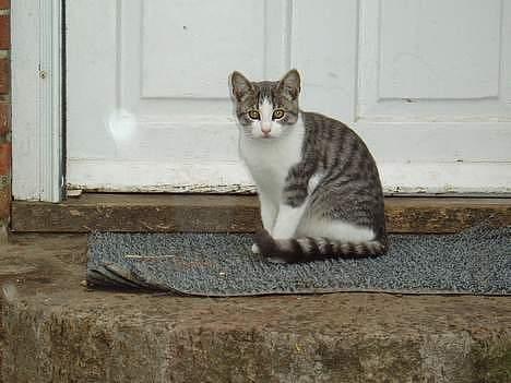 Blanding af racer Mille - Hej  billede 2